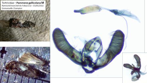 Pammene gallicolana